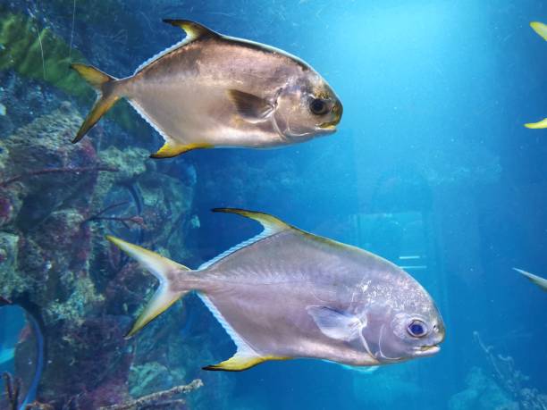 istock small fishes from the sea 1675392976