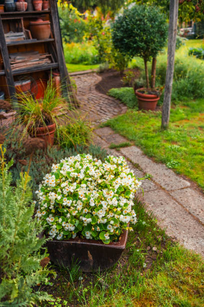 istock Flowers and plants in a pot with small path 1675394070
