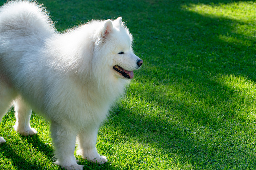 Cute samoyed at the lawn at sunset