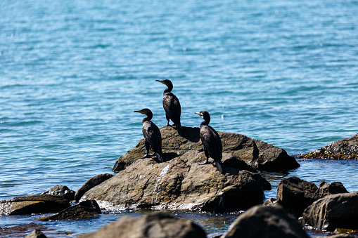 Cormorants on rock in the sea