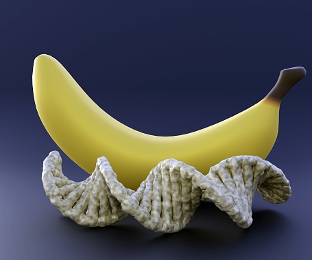 Ripped banana and DNA helix in the black background 3d rendering