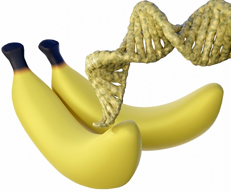 Ripped banana and DNA helix in the white background 3d rendering