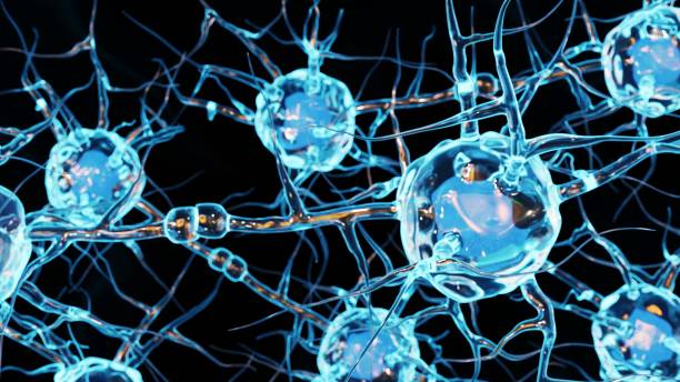 nerve cells inside of brain are communicating to each other A neuron or nerve cell is an electrically excitable cell. It communicates with other cells via synapses 3d rendering neural technology stock pictures, royalty-free photos & images