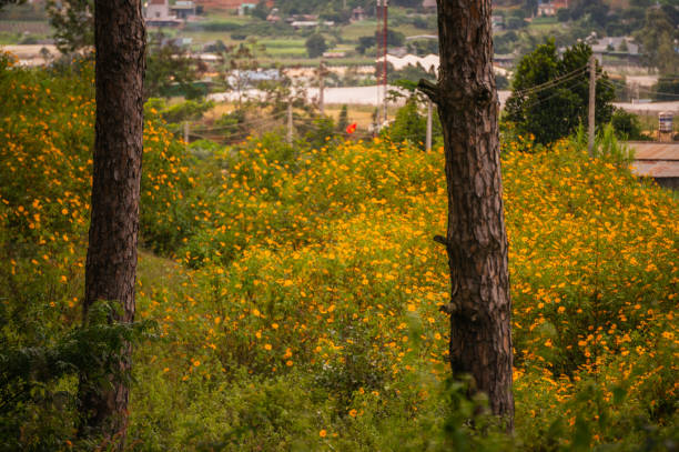 Wild sunflowers bloom in spring in Don Duong Lam Dong Vietnam Da Lat Vietnam Phong Thanh Vietnam Wild sunflowers bloom on the road Wild sunflowers bloom on both sides of the road Wild sunflowers bloom los girasoles silvestres florecen en primavera en don duong lam dong vietnam da lat vietnam phong thanh vietnam los girasoles silvestres florecen en el camino los girasoles silvestres florecen a ambos lados de la carretera los girasoles silvestres florecen
