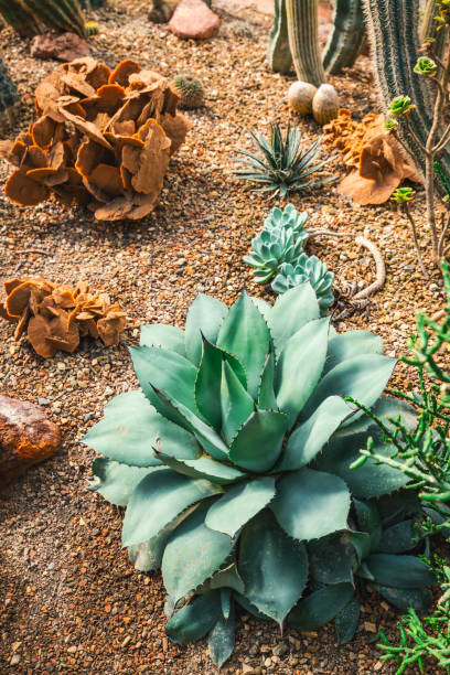 istock Cactus garden - cactus diversity, stone garden 1675403748