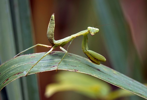 A European mantis (Mantis religiosa) atop a single blade of grass in a peaceful pose