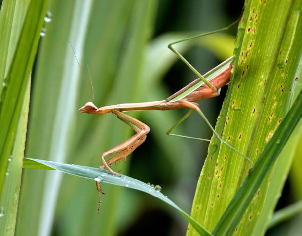 istock European mantis (Mantis religiosa) atop a single blade of grass in a peaceful pose 1675411865