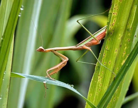 A European mantis (Mantis religiosa) atop a single blade of grass in a peaceful pose