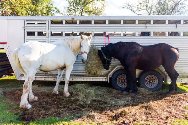 istock two farm horses, one white, one black 1675416750