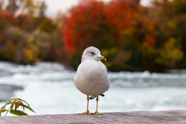 wildlife, birds