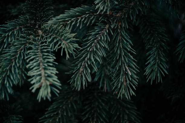 istock Branches blue spruce in closeup.Natural background. 1675441948