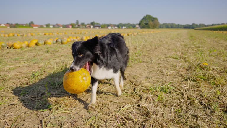 SLO MO Border Collie Picks Up a Freshly Harvested Pumpkin in its Mouth and Walks in Farm