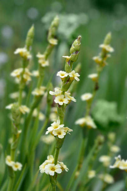 istock Pale Yellow-eyed Grass 1675445274