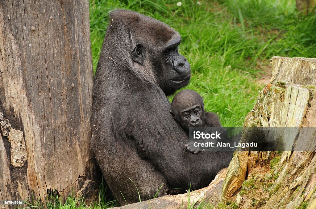 Gorilla Gorilla Gorilla. - Royalty-free Família animal Foto de stock