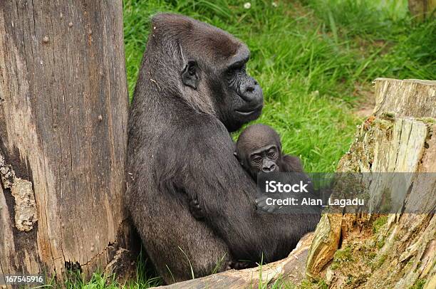 Gorilla Gorilla Gorilla - Fotografias de stock e mais imagens de Família animal - Família animal, Gorila, Gorilla gorilla gorilla