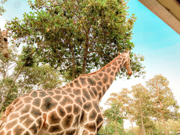 istock giraffe in the zoo 1675459879