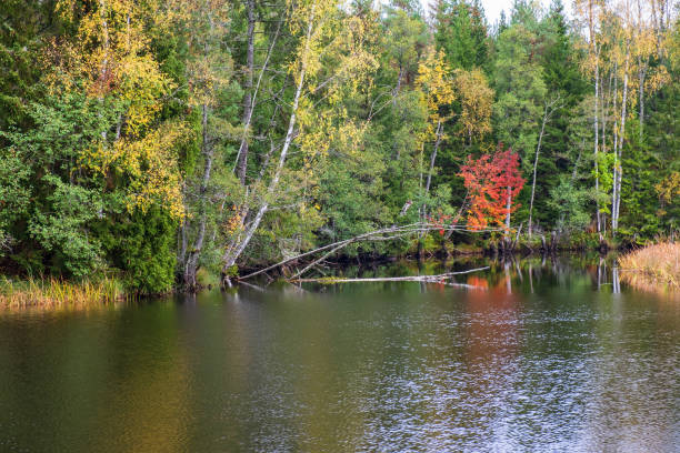istock River flowing in a forest with autumn colors 1675476189
