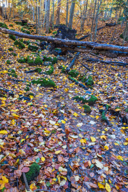 istock Running water in a forest ravine with autumn leaves 1675477624