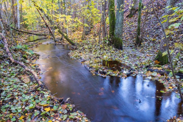Ravine with a stream in the forest in autumn