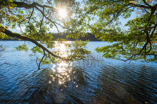 Lush green branches hanging over the water with sun reflections