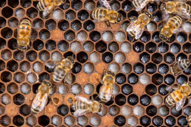 Bees taking care of bee larva stock photo