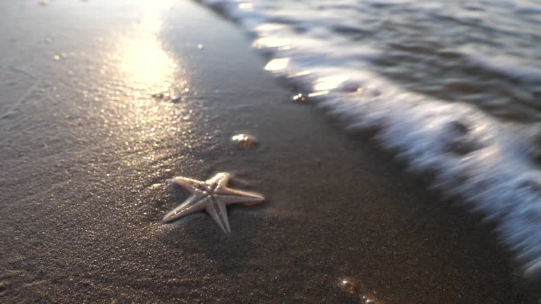 starfish is hit by the sea wave