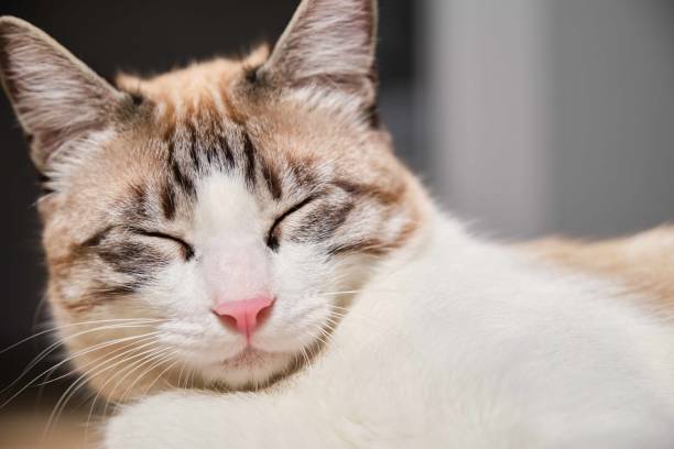 istock Close up of a cat sleeping. 1675527979