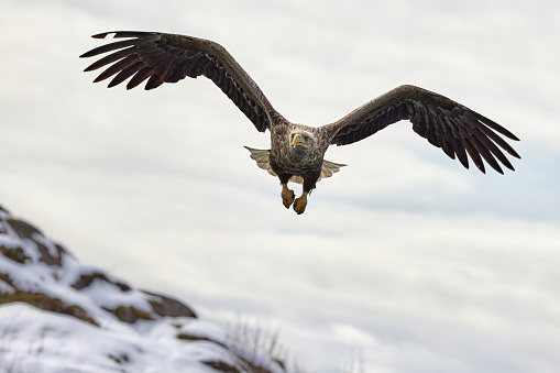 Majestic eagle flying on winter day. Copy space.