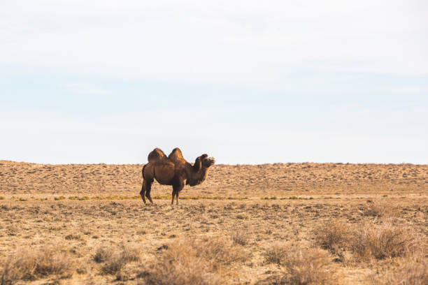 istock Bactrian camel in the steppe. Kazakhstan 1675534399