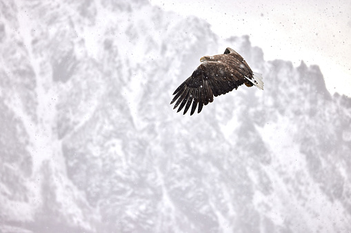 Majestic white-tailed eagle flying on snowy winter day.