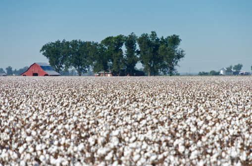 An old red barn with a harvest ready cotton field in the foreground.
