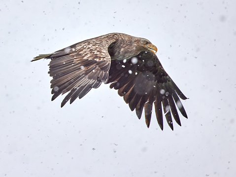 Majestic eagle flying on snowy day against the sky. Copy space.