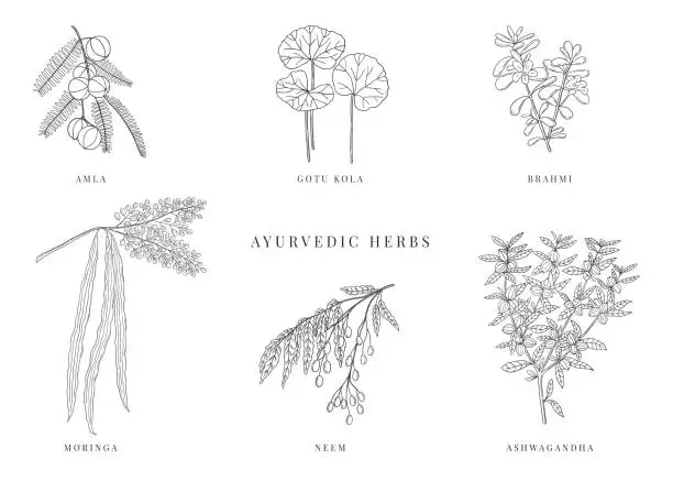 Vector illustration of Ayurvedic plants hand drawn vector set