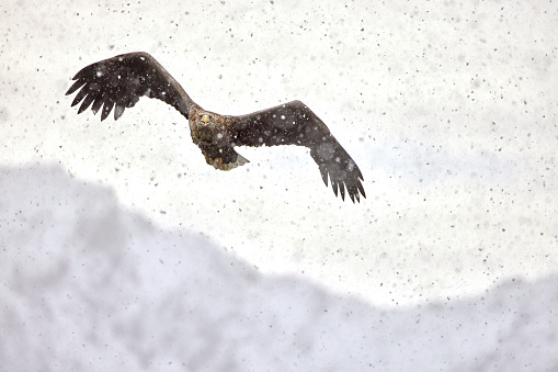White-tailed eagle flying on snowy winter day.