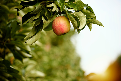 A red apple in the tree with an alpine background