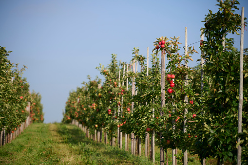 apple trees in a row, before harvest