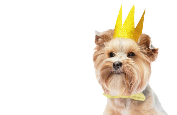 istock Small dog wearing a crown on a white background, isolated. 1675556618