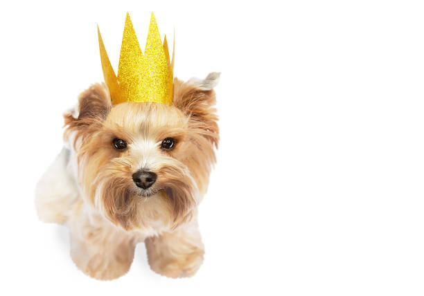 istock A small dog wearing a gold crown on a white background, isolated. 1675556631