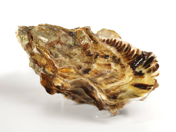 istock Fine de Claire Oyster - Isolated 1675557156