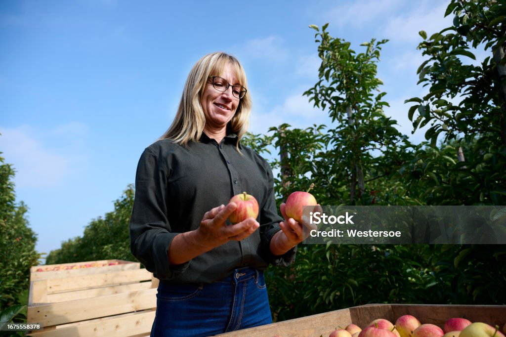 Mature adult woman checking the apple harvest Picking apples in an orchard. Apples in wooden containers are examined by worker. Agriculture Stock Photo