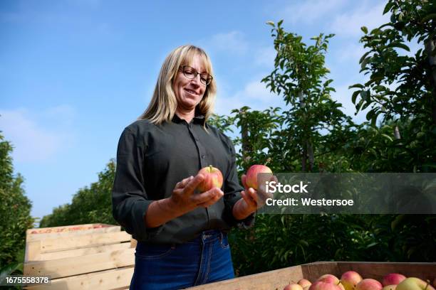 Mature Adult Woman Checking The Apple Harvest Stock Photo - Download Image Now - Agriculture, Europe, Orchard