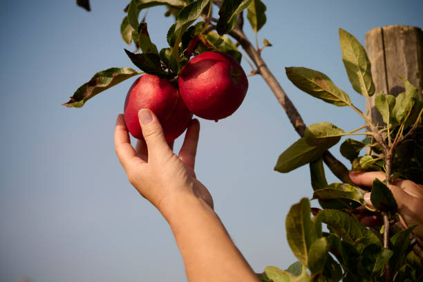 Hand reaching out for ripe apples