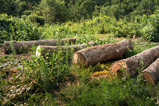 Illegal cutting. Logs lie in a clearing in the forest after cutting down perennial trees. Theft of the forest.