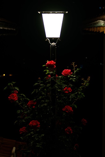 A vibrant red rose bush illuminated by an electric street lamp on a city street at night,