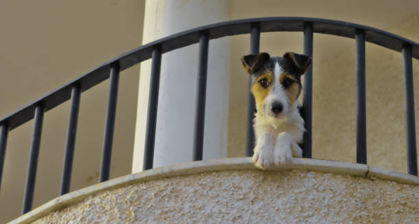 istock Who is there? Puppy looking on the balcony 1675571775