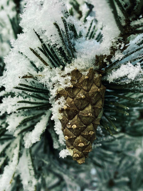 istock Pine cone on a branch covered with snow. Winter background. 1675574552
