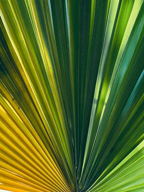 istock abstract background of green palm leaves 1675576234