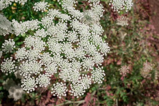 Big white field flower Ammi majus. Bullwort, Queen Anne lace