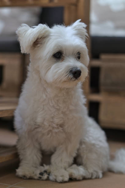 istock Little Bichon Maltese posing for the photo. 1675591603