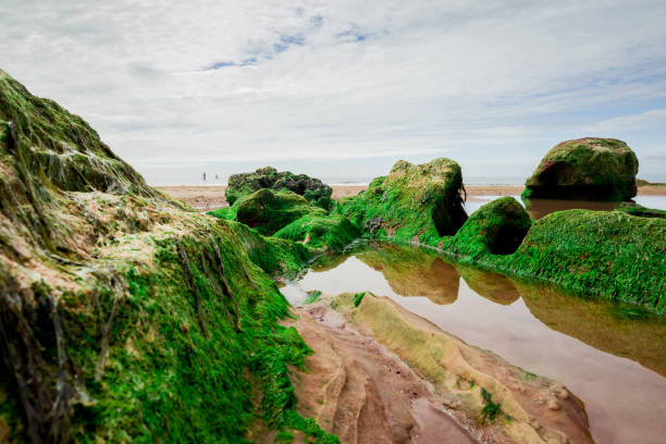 istock Sandstone cliffs of Exmouth beach,England.UK. 1675592705